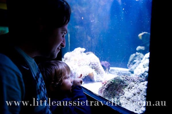family melbourne aquarium