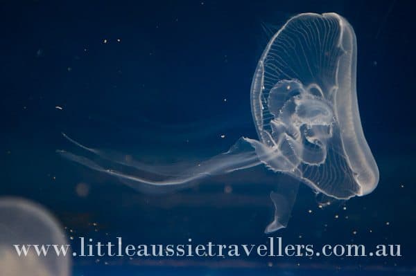 melbourne aquarium jellyfish