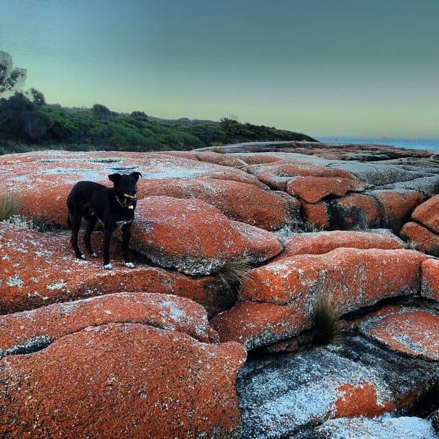 bay of fires australian travel with dogs