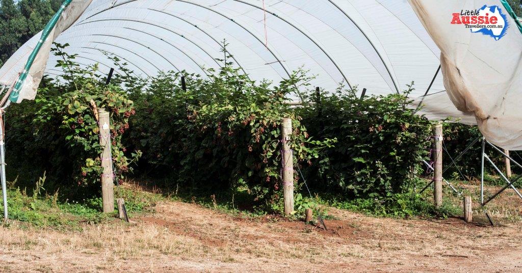 raspberries growing tasmania