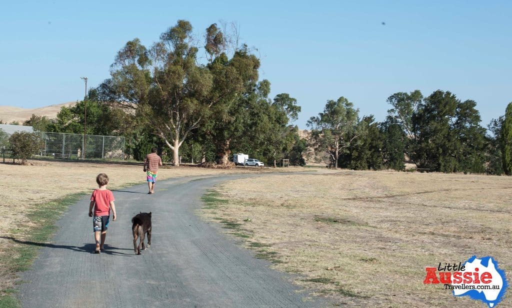 dog friendly camping nsw