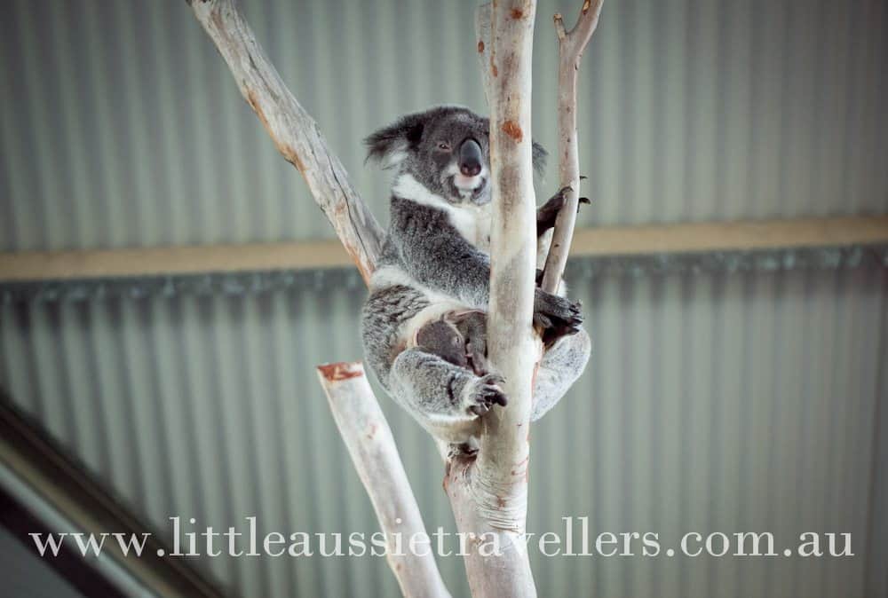 Can You Spot the Baby Koala? – Wordless Wednesday